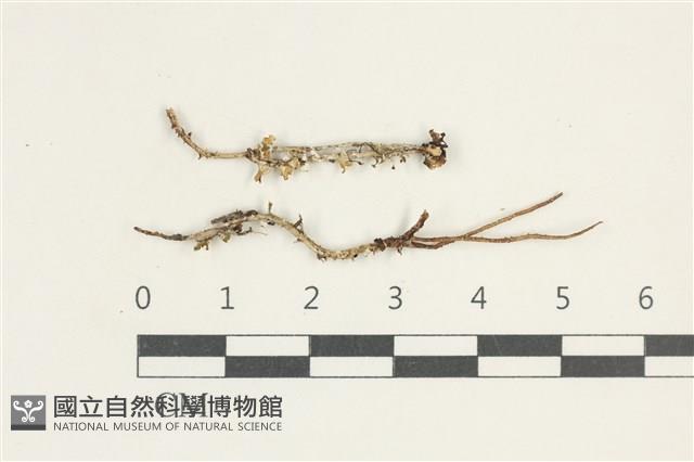 登錄號:L00000566藏品圖，第1張