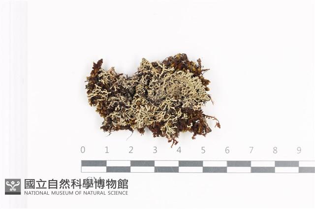 登錄號:L00002466藏品圖，第1張