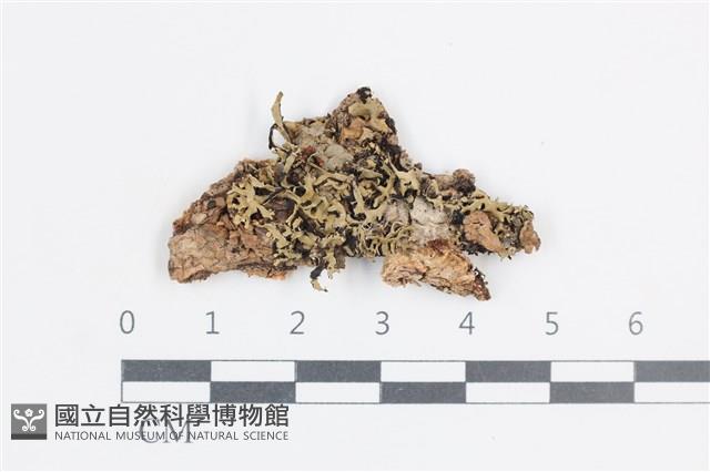 登錄號:L00001466藏品圖，第1張