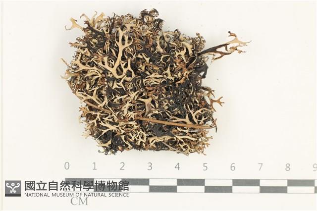 登錄號:L00005466藏品圖，第1張