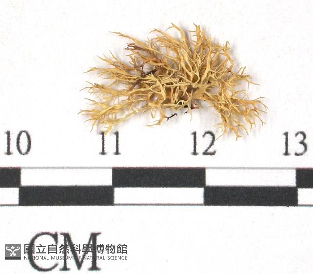 登錄號:L00000366藏品圖，第1張