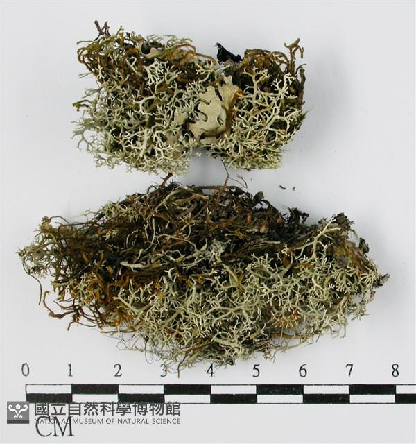 登錄號:L00001366藏品圖，第1張