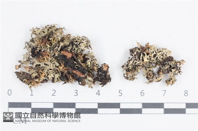 登錄號:L00003616藏品圖，第1張