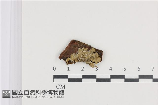登錄號:L00005216藏品圖，第1張