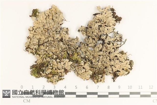 登錄號:L00003216藏品圖，第1張