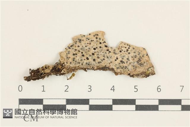 登錄號:L00005116藏品圖，第1張
