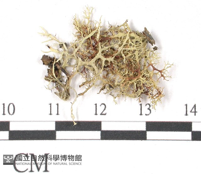 登錄號:L00002416藏品圖，第1張