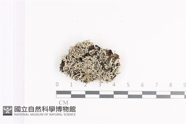 小葉雪花衣藏品圖，第1張