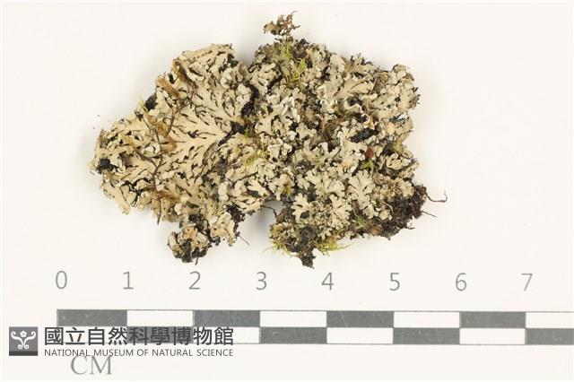 登錄號:L00005246藏品圖，第1張