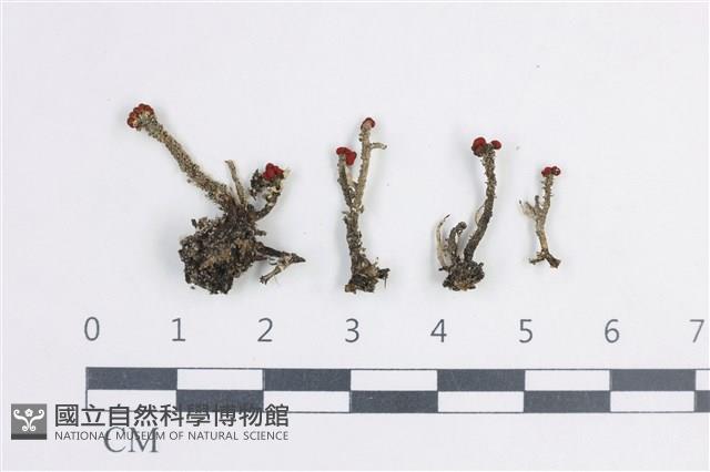 登錄號:L00003246藏品圖，第1張