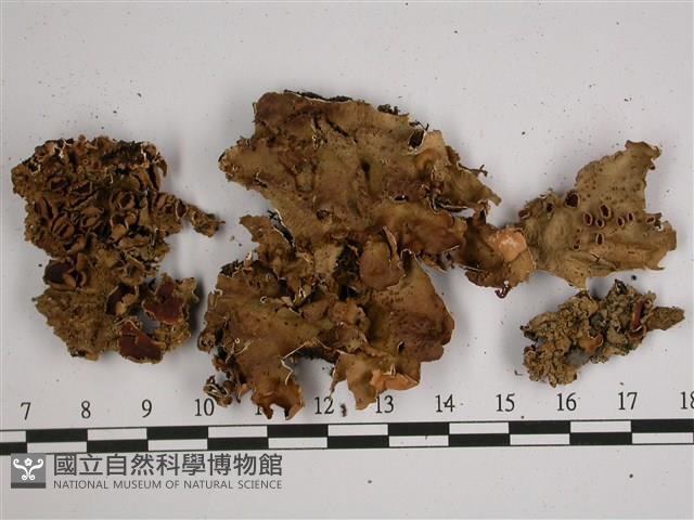 擬文字變色兜衣藏品圖，第1張