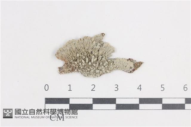 扁平黑囊基衣藏品圖，第1張