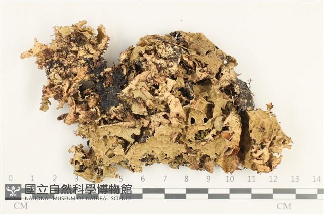 登錄號:L00001446藏品圖，第1張