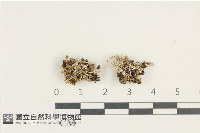 登錄號:L00000346藏品圖，第1張