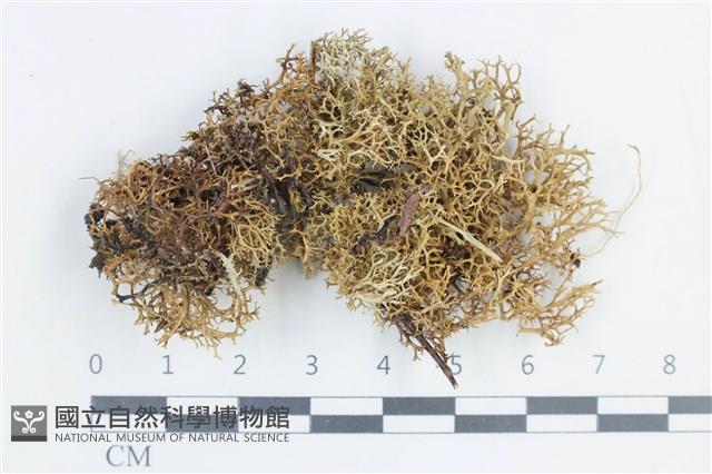 登錄號:L00003746藏品圖，第1張