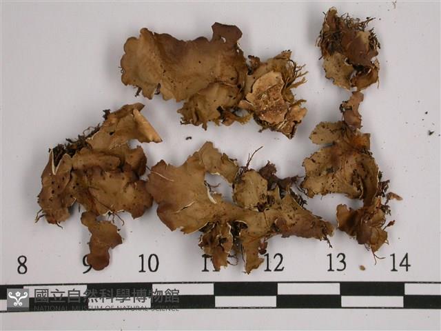 亞粒陷兜衣藏品圖，第1張