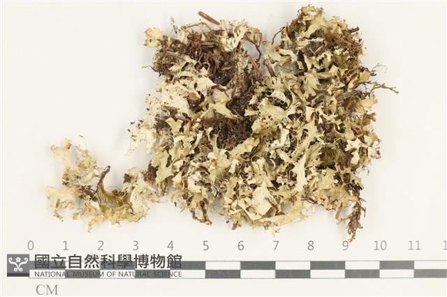 登錄號:L00004026藏品圖，第1張