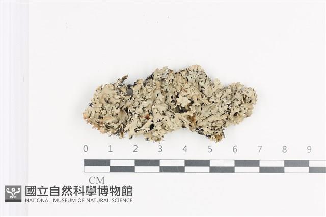登錄號:L00002126藏品圖，第1張
