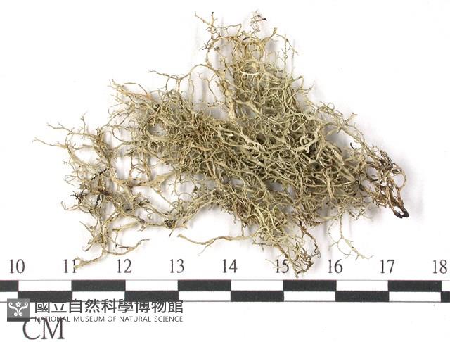 登錄號:L00002526藏品圖，第1張