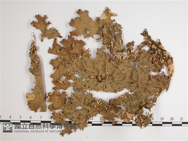 細片兜衣藏品圖，第1張