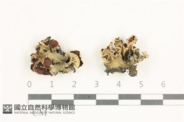 登錄號:L00001326藏品圖，第1張