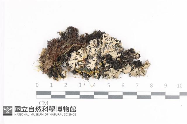 登錄號:L00002076藏品圖，第1張