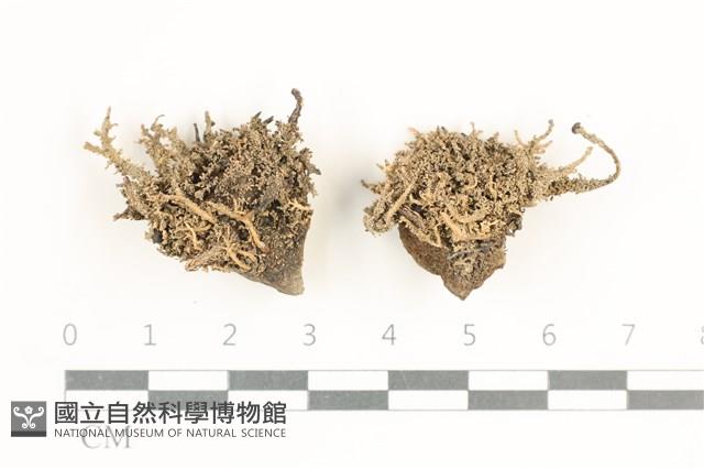 登錄號:L00000576藏品圖，第1張