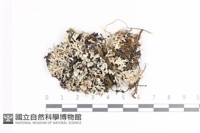 登錄號:L00002476藏品圖，第1張