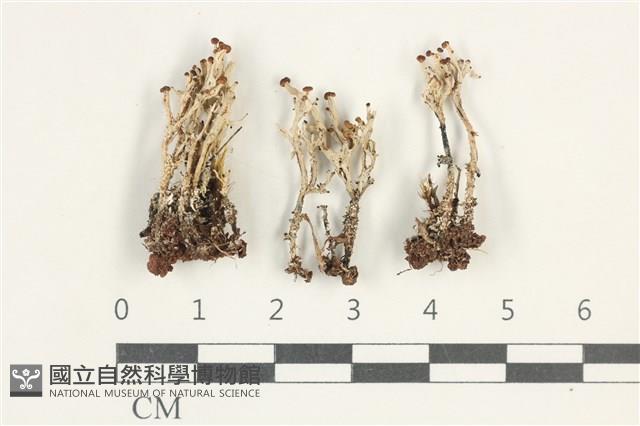 登錄號:L00005476藏品圖，第1張