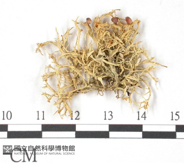 登錄號:L00000256藏品圖，第1張