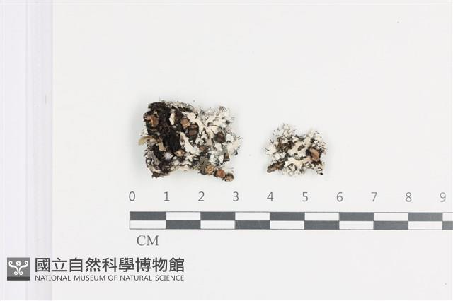 日本雪花衣藏品圖，第1張