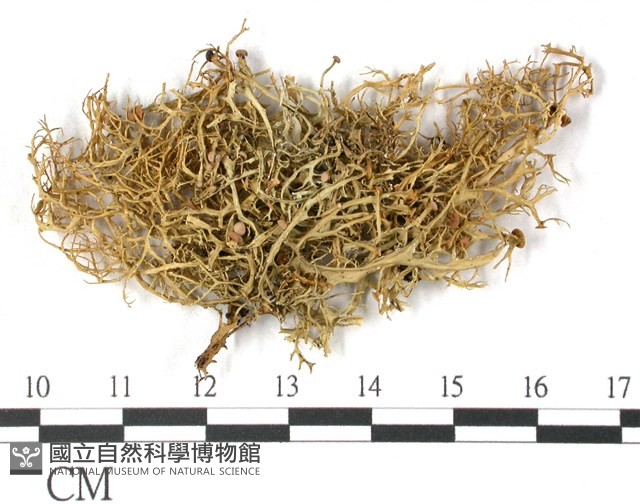 登錄號:L00000456藏品圖，第1張