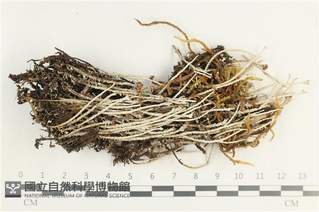 登錄號:L00002356藏品圖，第1張