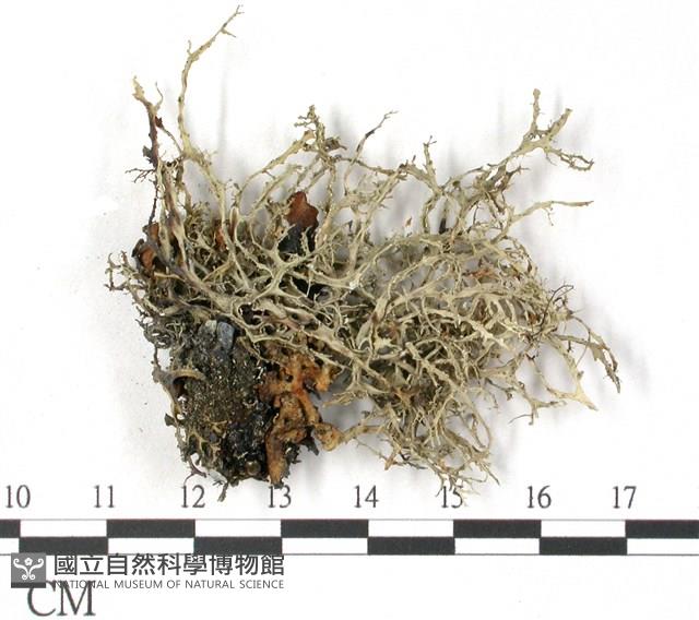 登錄號:L00002596藏品圖，第1張