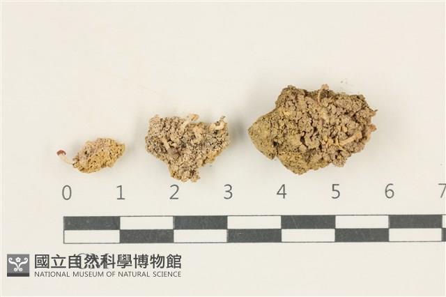 登錄號:L00001596藏品圖，第1張
