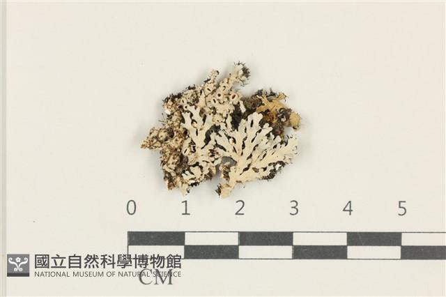 登錄號:L00004596藏品圖，第1張