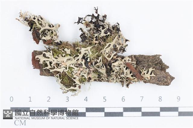 登錄號:L00003636藏品圖，第1張