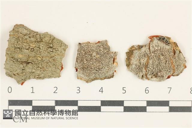 登錄號:L00005136藏品圖，第1張