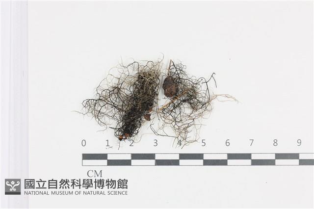 登錄號:L00004336藏品圖，第1張