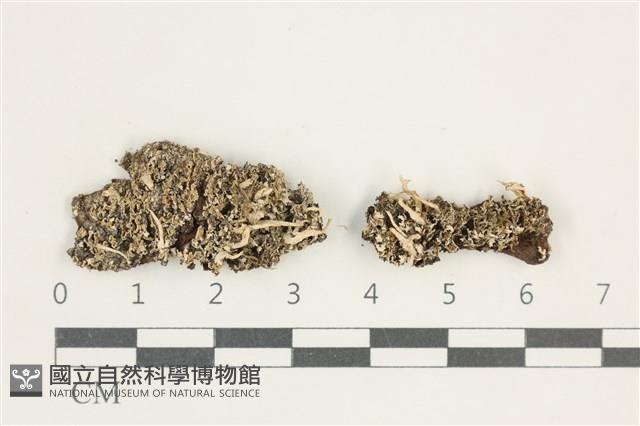 登錄號:L00000284藏品圖，第1張