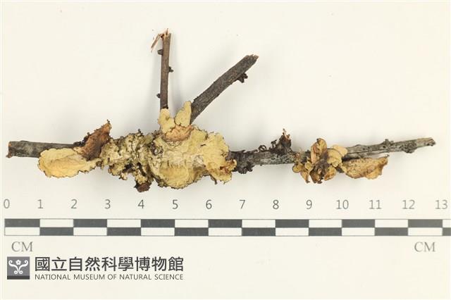 登錄號:L00002384藏品圖，第1張