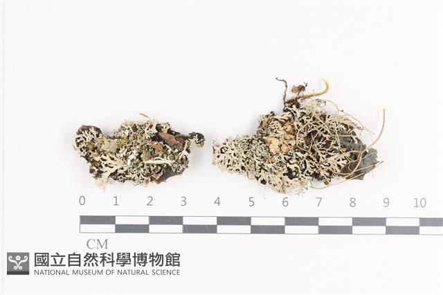 小葉雪花衣藏品圖，第1張