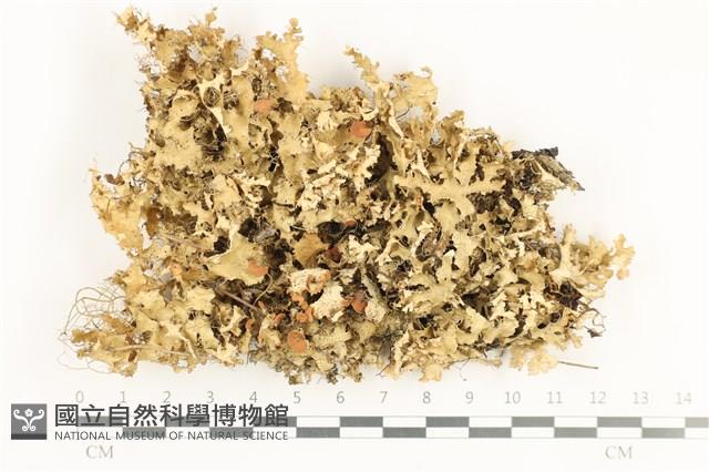 登錄號:L00002204藏品圖，第1張