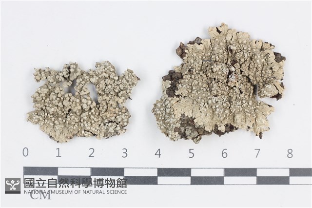 扁平黑囊基衣藏品圖，第1張
