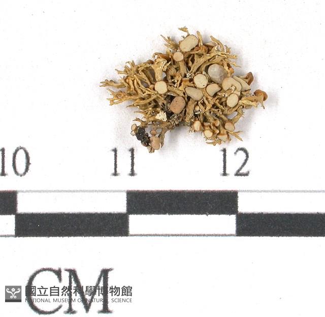 登錄號:L00000504藏品圖，第1張