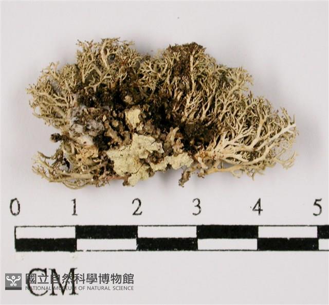 台灣球粉衣藏品圖，第1張