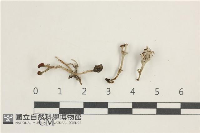 登錄號:L00001404藏品圖，第1張