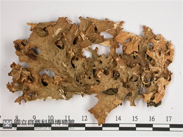 黃色細片兜衣藏品圖，第1張