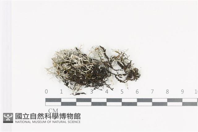館號:L00005304藏品圖，第1張