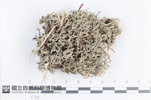 登錄號:L00004304藏品圖，第1張